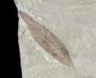 Two Fossil Willow Leafs - Green River Formation #3105-1